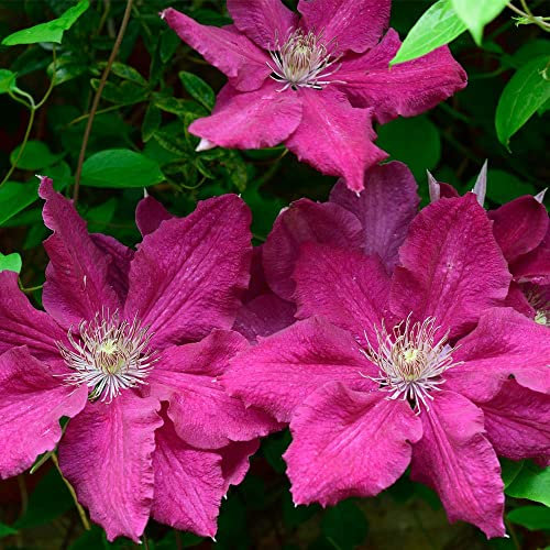 Hardy Perennial Clematis ‘Ernest Markham’ Late Flowering, Potted Garden Plants Ideal for Cottage Gardens, Walls, Fences, Patio and Containers 1x 1.7 Litre Pot by Thompson and Morgan