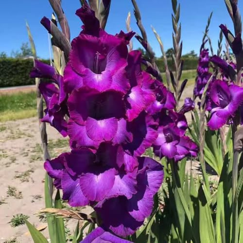 gladiolen - winterharte stauden exotische garten frühlingsblumen pflanzendeko balkonpflanzen büropflanzen topfpflanzen draußen winterhart bodendecker 14zwiebeln