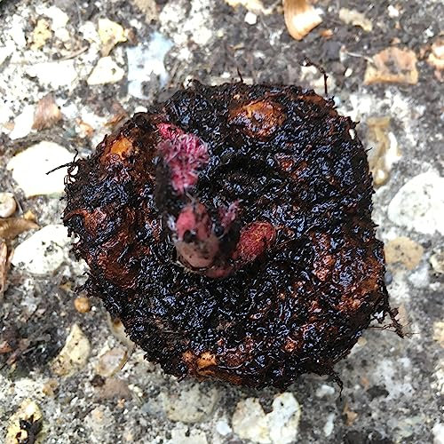 3 x White Double Begonia (Corms to Plant Yourself) Free UK Postage