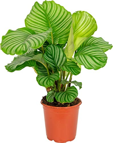 Planta de Interior Calathea Orbifolia PREMIUM Planta Natural muy Exclusiva