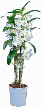 Dendrobium Nobile Blanco (Orquídea) Planta de Interior Natural Fácil de Mantener para Principiantes