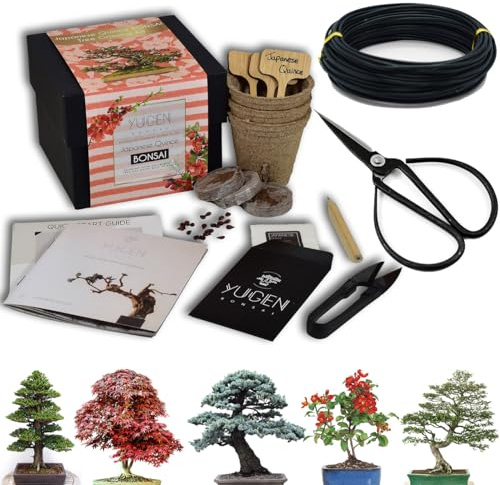 Novice Bonsai Tree Starter Kit Bundle | Grow Your Own Bonsai Tree | All-in-One Set | Choose from 5 Species (Japanese Maple)