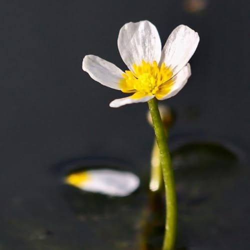 Semillas de Ranunculus aquatilis sombra resistentes jardín de rocas resistentes Pastos ornamentales resistentes estanque inusuales césped ornamental 200pcs