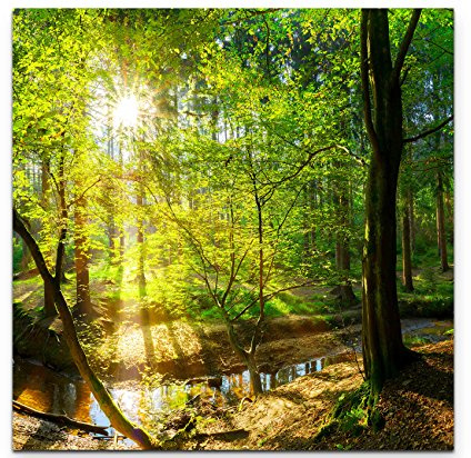 Leinwandbilder | Bilder Leinwand 60x60cm Wald im Sonnenschein