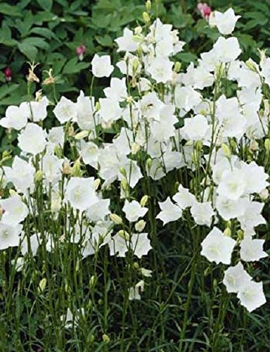 Campanula Persicifolia 'Takion White' Perennial (Large) Plug Plants Pack x6