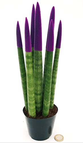 POWERS TO FLOWERS - SANSEVERIA CILINDICA COLOR LIFE VIOLA, ALTEZZA 25/30CM, pianta vera