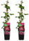Bloomique - Set de 2 - Clematis Ville de Lyon - Bosrank - Rosa oscuro - Plantas trepadoras - Plantas de jardín - Resistente - Olla 15cm - 70-80cm de alto