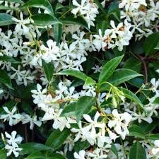 Trachelospermum jasminoides Star Jasmine Climbing Plant 1 Litre Pot
