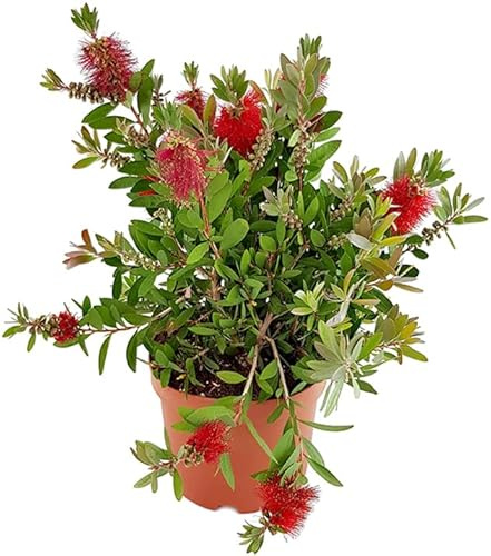 Callistemon Arbusto Natural de Jardín con Flores Llamativas