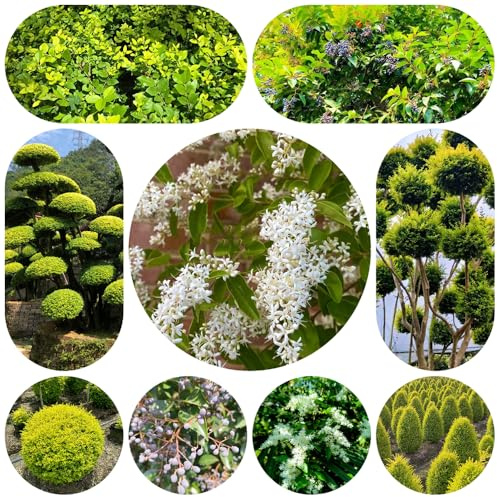 semillas de aligustre de hoja perenne - cobertura del suelo resistentes interior Balcón 120pcs