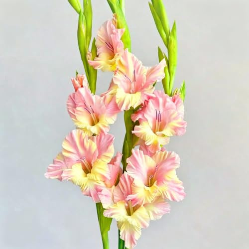 bulbi di gladioli rialzata giardino per interno tappezzante 9pcs