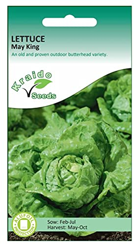 Kraido Butterhead All Year Round Lettuce Seeds May King Lactuca Sativa 1250 Seeds Grow Your Own Vegetable Perfect for Outdoor Growing or in Large Pots and Containers