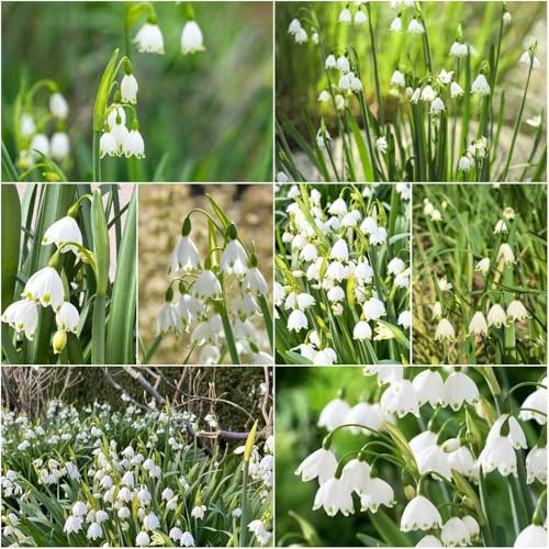 märzenbecher mix exotische blumenzwiebel deko - Seltene - gartenpflanzen garten blumenzwiebeln winterharte kübelpflanzen balkon 25zwiebeln