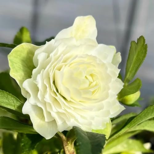christrose garten hochbeet christrosen winterharte stauden dauerblüher wildblumen balkonblumen blumensamen kaufen zimmerpflanze blumendeko indoor kräutergarten gartenblumen mehrjährig 120samen