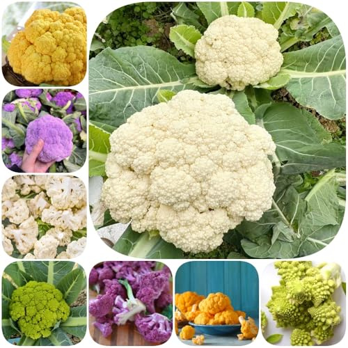 Semi di cavolfiore - vecchie varietà di verdi esotico aromatiche da giardino resistenti balcone serra resistenti per giardini rocciosi 200pcs
