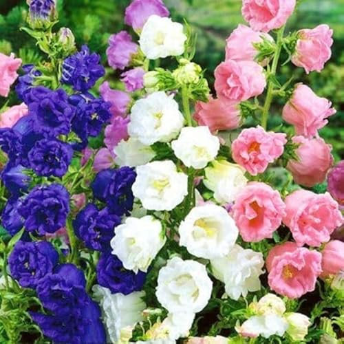 Buy4seeds 400 Seeds Canterbury Bells Double Mix Campanula Medium - Biennial Flower