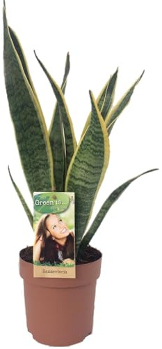 Sansevieria Laurentii - 40-50cm - Ø14cm - Zimmerpflanze - Immergrün - Kakteen und Sukkulenten