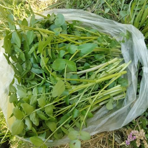 semillas de berro perenne, exóticas resistentes jardín de interior para balcón 200pcs
