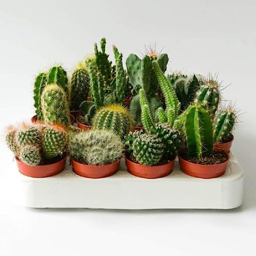 Italy Green Life - Set di 3 Cactus Veri con Spine | Mini Piante da Interno ed Esterno con vaso da 5,5cm| Cactus Resistenti per Scrivania, Casa e Ufficio | Regali Ecosostenibili, Bomboniere Naturali