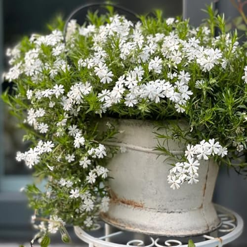 Semillas de Phlox de alfombra - jardín de rocas resistentes Phlox subulata - para lugares soleados raras de perennes resistentes 200pcs