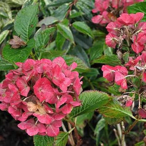 Bauernhortensie 'Alpenglühen' - Hydrangea macrophylla 'Alpenglühen' - 25-30 cm Topf - Klassische Gartenhortensie