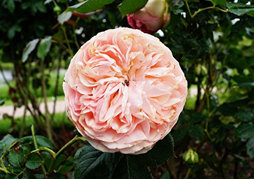 Strauchrose Eden Rose 85 Rosa Eden Rose 85 Containerware Qualität A