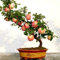 bonsai importati molto dolce mela Fuji
