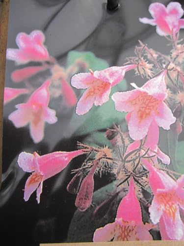 Kolkwitzia amabilis Pink Cloud - Perlmuttstrauch - duftend - 40-60cm