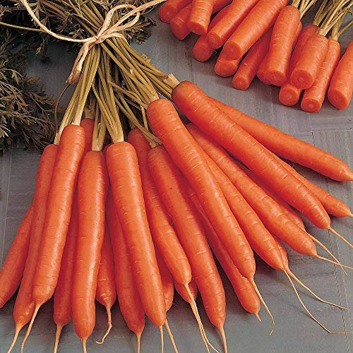 Carrot 'Amsterdam Forcing' Seeds Daucus carota Hardy Annual Vegetable Garden Plants Easy to Grow 'Amsterdam Forcing' 1 Packet of 1500 Seeds by Thompson and Morgan