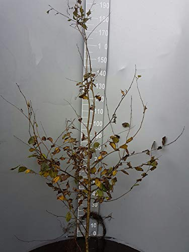 60 Hainbuchen 150-180cm frisch vom Feld Gartenhecke Heckenpflanzen Carpinus betulus Wurzelware Sichtschutz