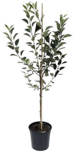 Goldparmäne historischer Herbstapfel Apfelbaum Buschbaum ca. 110-140 cm 10 Liter Topf M 26
