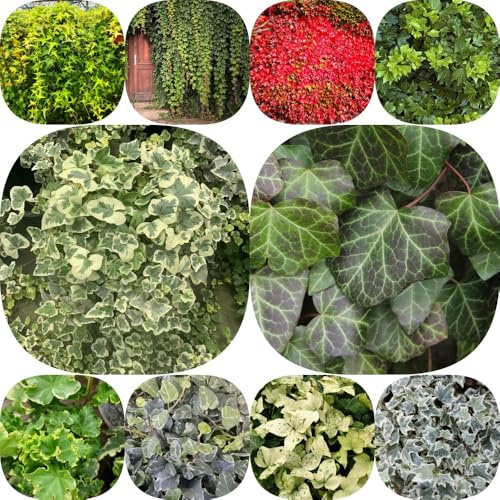 Semi di edera balcone d'appartamento facili curare antiche varietà di ornamentali esotiche ufficio sempreverde, resistente al freddo verdi arredamento del soggiorno 500pcs