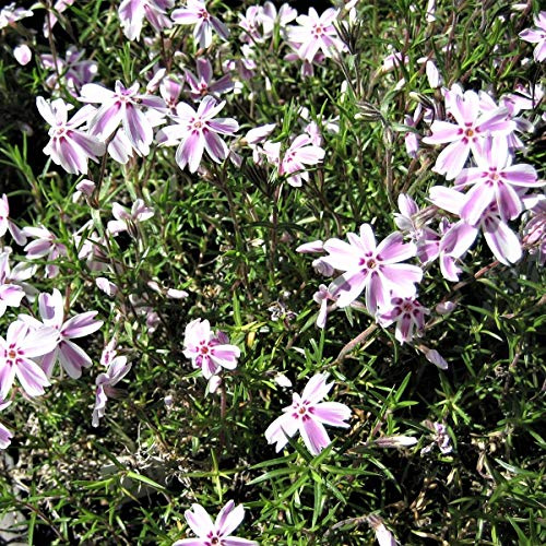 Polster- Flammenblume, Phlox subulata Candy Stripes,weiß-rosablühend, Staude im 0,5 Liter Topf