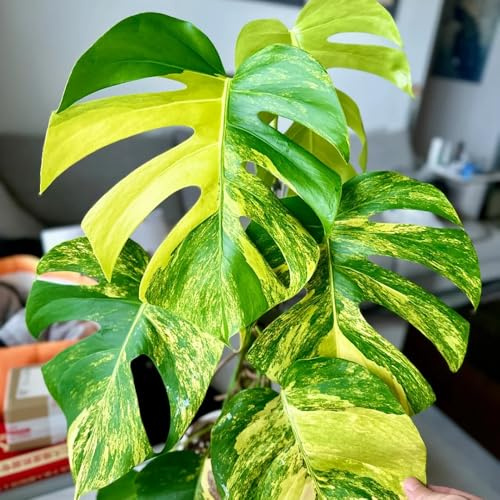 semillas de monstera - interior, resistentes exterior, exóticas Variedades antiguas jardín 200pcs