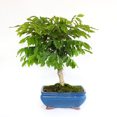 KENTIS - Bonsai Glycine Fleur Lilas- Wisteria Floribunda Alba - Bonsaï Japonais - Véritables Plantes d'Extérieur du Japon - H 45-50 cm Pot Ø 25 cm en Céramique