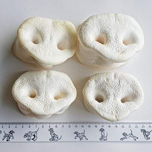 Kaureks Natur Hundeleckerlies, Schweinenasen 10 Stück. gepuffte Honignasen, wie Schweineohren, Kausnack