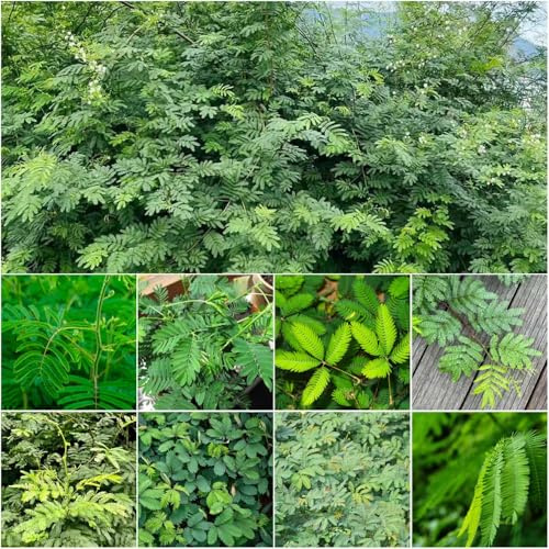 mimose - exotische outdoor mimosen pflanztöpfe balkonpflanzen schattenpflanzen gartenpflanzen mimose dekopflanzen hochbeet balkon 20samen