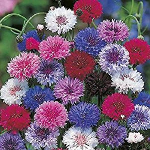 Cornflower -2,000 Mixed Polka Dot-Wildflower 2,000 Seeds 10g Meadows