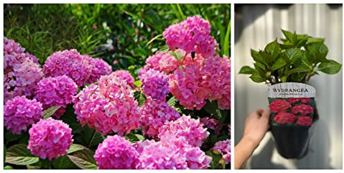 Pink Hydrangea macrophylla 'Pink Ball' 2L | Mop Head Hydrangea