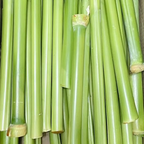 150 piezas semillas de plantas de caña de azúcar, semillas de plantas de interior, semillas de jardín, Saccharum fresco de caña de azúcar, fruta columnar, regalos árboles frutales