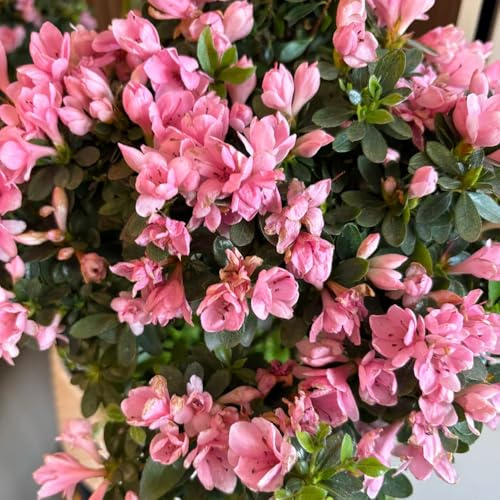 Semi di rododendro resistenti - giardino perenni, tappezzanti azalea aiuole rialzate balconi 150pcs
