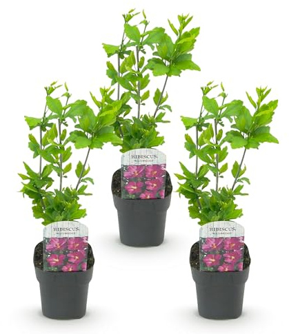 Green boutiQ - Gartenpflanze - Hibiscus syriacus Woodbridge - Gartenhibiskus - Winterhart - Rosa - 3 Pflanzen - Topf 17cm - Höhe 45cm