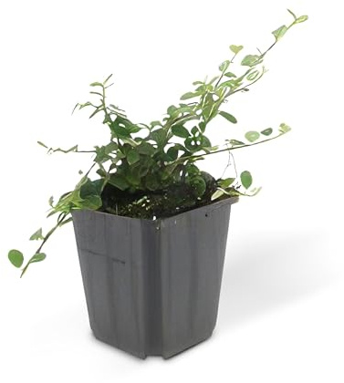 Bodendecker - Zwergmispel - Kriechmispel - Cotoneaster 'Streib's Findling' - 9cm Topf - Set mit 20 Pflanzen
