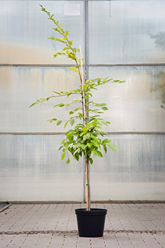 Carpinus betulus 125-150 cm – Winterhart, Mehrjährig, Pflegeleicht – Hainbuche – Heckenpflanze für Garten & Sichtschutz