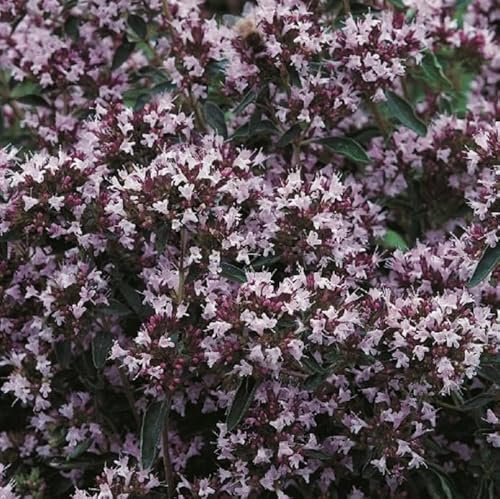 1 Pack of 200 SEEEDS Marjoram Pot Organic (Origanum vulgare)
