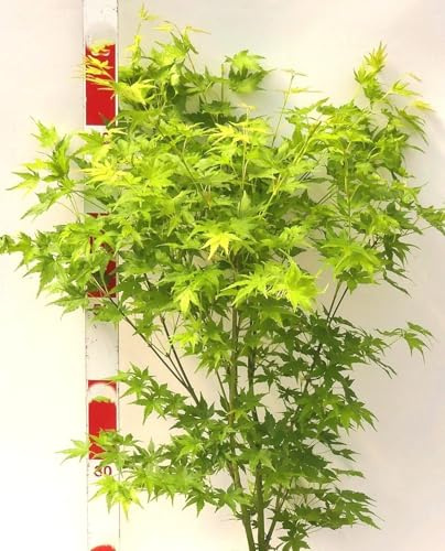 Japanischer Fächerahorn Acer Palmatum Going green 100-125 cm Ahorn
