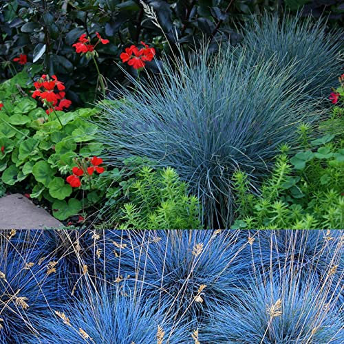 Carbeth Plants 3X Festuca Intense Blue Fescue Grass in 9cm Pots