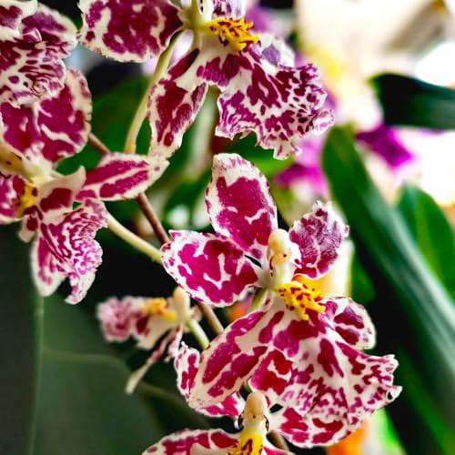 Semi di orchidea Oncidium - organico vecchie varietà esotico per gli amanti del giardino estivi resistenti per giardini rocciosi resistenti da 550pcs