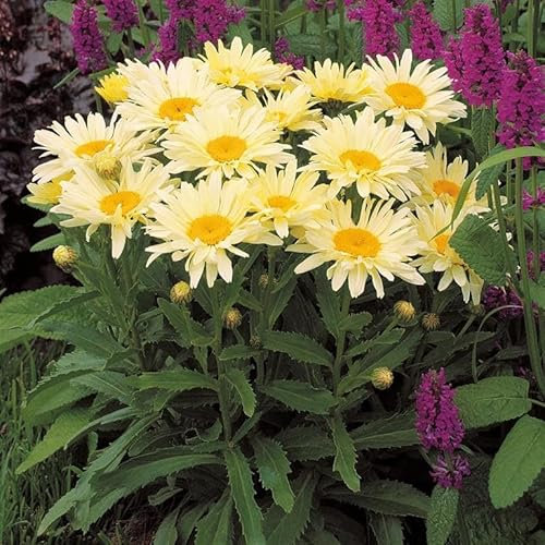 Leucanthemum 'Banana Cream' – Large Yellow Shasta Daisy, Hardy Perennial with Long-Lasting Blooms – by Park Farm Plants (1 x 9cm Pot)