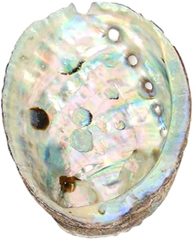 Ameble Abalone 5 Pollici Ciotola Naturale per sbavature per Porta incenso Che brucia Salvia Display a Cristalli Strumenti per la Pulizia rituale sbavature domestiche Colore Casuale